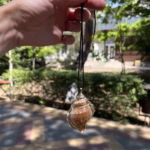 Shell Jewelry